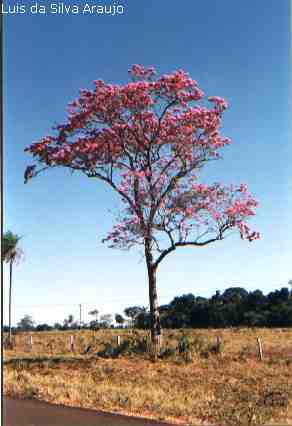 (Foto batida no Km 39 da Rod. MS 080 [Ip-rosa])