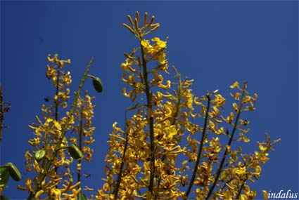 Flor de madeira - Flor de Xaraés