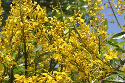 Flor de madeira - Flor de Xaraés